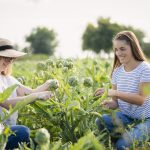 Tourisme agroalimentaire cueillette d'artichaut