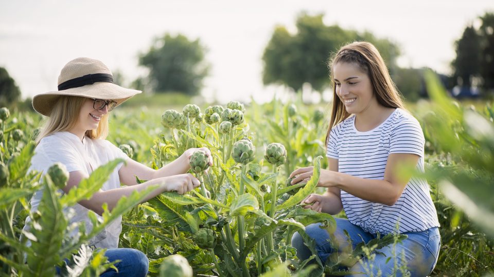 Tourisme agroalimentaire cueillette d'artichaut